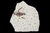 Fossil March Fly (Plecia) - Green River Formation #154525-1